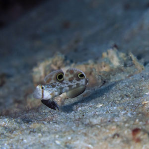 Signigobius biocellatus Signigobius biocellatus 菲律宾 Philippines , 朗布隆 Romblon @LazyDiving.com 潜水时光