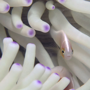 Amphiprion perideraion 中苏拉威西 Central Sulawesi , 托利托利 Toli Toli @LazyDiving.com 潜水时光