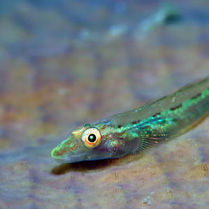 Pleurosicya elongata 中苏拉威西 Central Sulawesi , 栋加拉 Donggala @LazyDiving.com 潜水时光