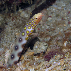 Ophichthus polyophthalmus 印度尼西亚 Indonesia , 北苏拉威西 North Sulawesi , 邦卡岛 Bangka @LazyDiving.com 潜水时光