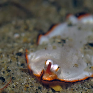 Soleichthys heterorhinos 中苏拉威西 Central Sulawesi , 托利托利 Toli Toli @LazyDiving.com 潜水时光