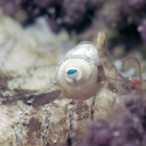 Soleichthys heterorhinos 中苏拉威西 Central Sulawesi , 栋加拉 Donggala @LazyDiving.com 潜水时光