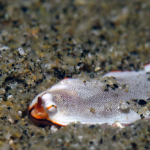 Soleichthys heterorhinos 中苏拉威西 Central Sulawesi , 托利托利 Toli Toli @LazyDiving.com 潜水时光