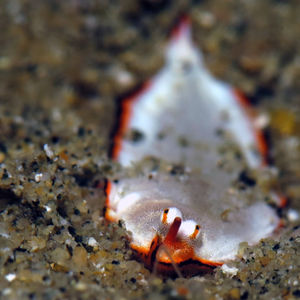 Soleichthys heterorhinos 中苏拉威西 Central Sulawesi , 托利托利 Toli Toli @LazyDiving.com 潜�水时光