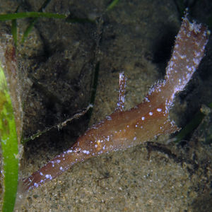 Solenostomus cyanopterus 中苏拉威西 Central Sulawesi , 托利托利 Toli Toli @LazyDiving.com 潜水时光