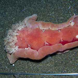 Hexabranchus sanguineus 印�度尼西亚 Indonesia , 锡奥岛 Siau island @LazyDiving.com 潜水时光