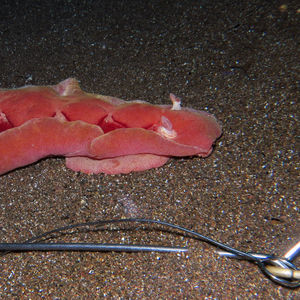 Hexabranchus sanguineus Hexabranchus sanguineus 印度尼西亚 Indonesia , 北苏拉威西 North Sulawesi , 锡奥岛 Siau island @LazyDiving.com 潜水时光