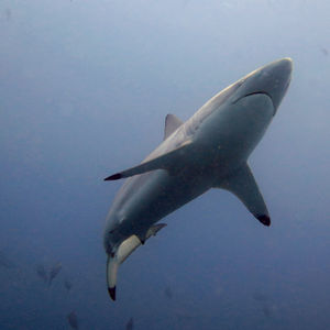 Carcharhinus brevipinna 马尔代夫 Maldives @LazyDiving.com 潜水时光