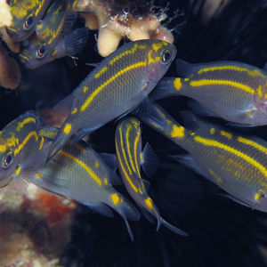 Acanthochromis polyacanthus 印度尼西亚 Indonesia , 阿洛群岛 Alor @LazyDiving.com 潜水时光