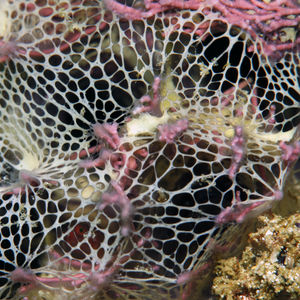 Mycale (Kerasemna) humilis 印度尼西亚 Indonesia , 北苏拉威西 North Sulawesi , 邦卡岛 Bangka @LazyDiving.com 潜水时光