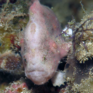 Antennatus nummifer 印度尼西亚 Indonesia , 特尔纳特 Ternate @LazyDiving.com 潜水时光