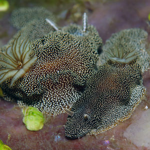 Doriprismatica stellata 印度尼西亚 Indonesia , 托吉安群岛 Togian , Bomba @LazyDiving.com 潜水时光