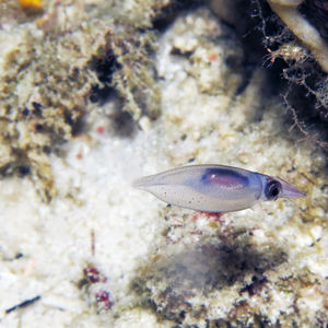 Sepioteuthis lessoniana Sepioteuthis lessoniana 印度尼西亚 Indonesia , 北马鲁古 North Maluku , 巴占群岛 Bacan Islands @LazyDiving.com 潜水时光