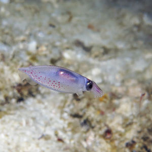 Sepioteuthis lessoniana Sepioteuthis lessoniana 印度尼西亚 Indonesia , 北马鲁古 North Maluku , 巴占群岛 Bacan Islands @LazyDiving.com 潜水时光