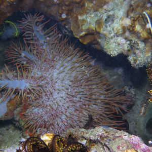 Acanthaster planci 印度尼西亚 Indonesia , 达拉湾 Derawan @LazyDiving.com 潜水时光