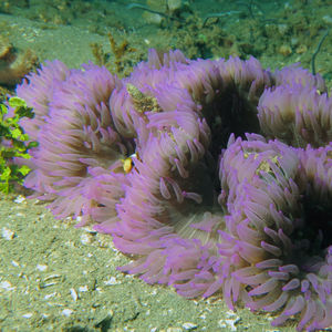 Stichodactyla gigantea 印度尼西亚 Indonesia , 安汶 Ambon @LazyDiving.com 潜水时光