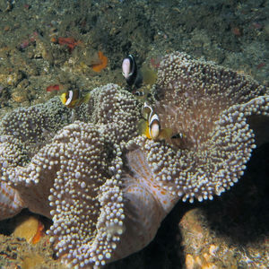 Stichodactyla haddoni 印度尼西亚 Indonesia , 安汶 Ambon @LazyDiving.com 潜水时��光