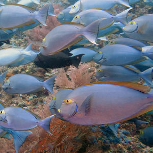 Acanthurus mata 印度尼西亚 Indonesia , 四王群岛 Raja Ampat @LazyDiving.com 潜水时光