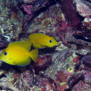 Acanthurus coeruleus 印度尼西亚 Indonesia , 特尔纳特 Ternate @LazyDiving.com 潜水时光