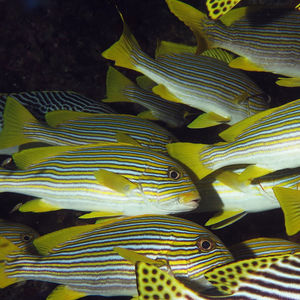 Plectorhinchus polytaenia 印度尼�西亚 Indonesia , 四王群岛 Raja Ampat @LazyDiving.com 潜水时光