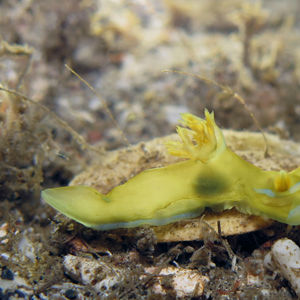 Tambja Tambja 印度尼西亚 Indonesia , 阿洛群岛 Alor @LazyDiving.com 潜水时光