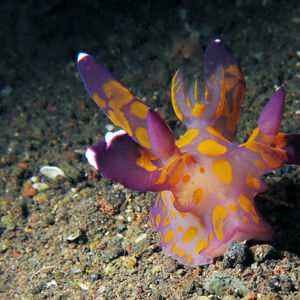 Thecacera 印度尼西亚 Indonesia , 巴厘岛 Bali , 图蓝本 Tulamben @LazyDiving.com 潜水时光