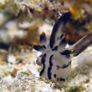 Thecacera picta Thecacera picta 印度尼西亚 Indonesia , 西巴布亚 West Papua , 海神湾 Triton Bay @LazyDiving.com 潜水时光