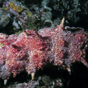 Thelenota rubralineata 印度尼西亚 Indonesia , 四王群岛 Raja Ampat @LazyDiving.com 潜水时光
