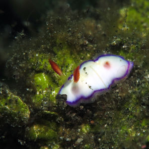 Thorunna daniellae Thorunna daniellae 印度尼西亚 Indonesia , 北马鲁古 North Maluku , 巴占群岛 Bacan Islands @LazyDiving.com 潜水时光