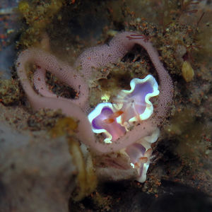 Thorunna halourga 印度尼西亚 Indonesia , 巴厘岛 Bali , 图蓝本 Tulamben @LazyDiving.com 潜水时光