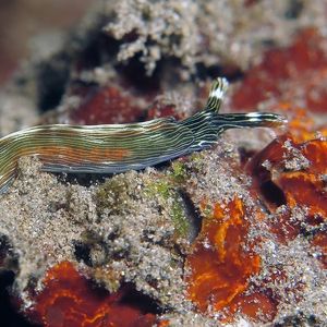 Thuridilla gracilis 印度尼西亚 Indonesia , 巴厘岛 Bali , 艾湄湾 Amed Bay @LazyDiving.com 潜水时光