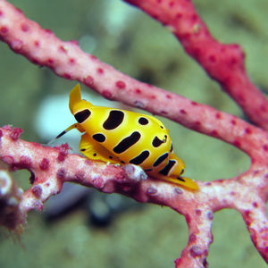 Cuspivolva tigris 印度尼西亚 Indonesia , 安汶 Ambon @LazyDiving.com 潜水时光