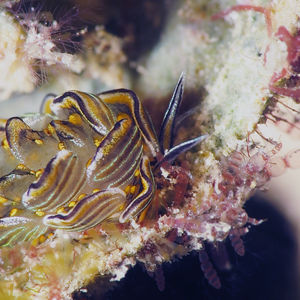 Cyerce nigra 菲律宾 Philippines , 朗布隆 Romblon @LazyDiving.com 潜水时光