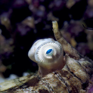 Soleichthys heterorhinos 中苏拉威西 Central Sulawesi , 栋加拉 Donggala @LazyDiving.com 潜水时光