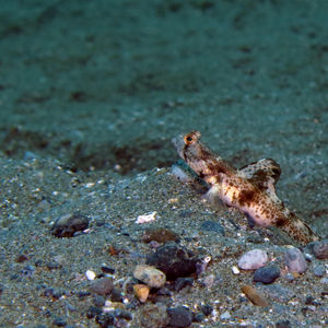 Tomiyamichthys oni 印度尼西亚 Indonesia , 马鲁古 Maluku , 安汶 Ambon @LazyDiving.com 潜水时光