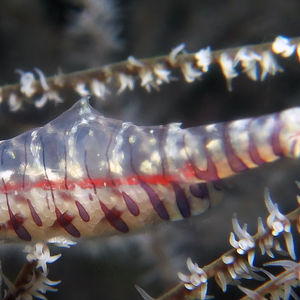 Tozeuma armatum 印度尼西亚 Indonesia , 海神湾 Triton Bay @LazyDiving.com 潜水时光