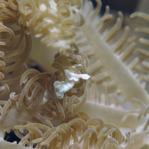 Trapania lemnalioides 印度尼西亚 Indonesia , 北马鲁古 North Maluku , 巴占群岛 Bacan Islands @LazyDiving.com 潜水时光