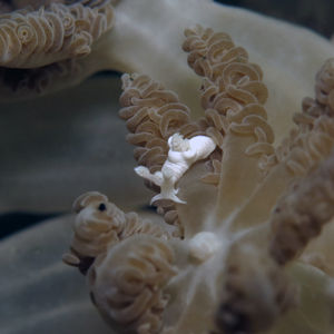 Trapania lemnalioides 印度尼西亚 Indonesia , 北马鲁古 North Maluku , 巴占群岛 Bacan Islands @LazyDiving.com 潜水时光