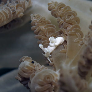 Trapania lemnalioides 印度尼西亚 Indonesia , 北马