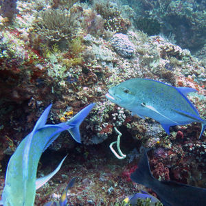 Caranx melampygus 印度尼西亚 Indonesia , 四王群岛 Raja Ampat @LazyDiving.com 潜水时光