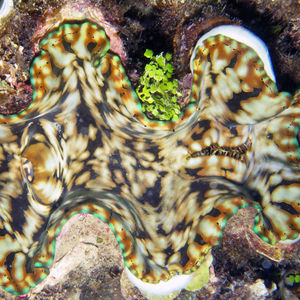 Tridacna gigas 中苏拉威西 Central Sulawesi , 托利托利 Toli Toli @LazyDiving.com 潜水时光