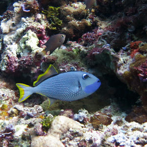 Xanthichthys auromarginatus 印度尼西亚 Indonesia , 安汶 Ambon @LazyDiving.com 潜水时光