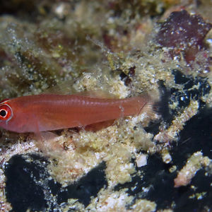 Trimma benjamini 中苏拉威西 Central Sulawesi , 托利托利 Toli Toli @LazyDiving.com 潜�水时光