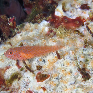 Trimma macrophthalmum Trimma macrophthalmum Indonesia 印度尼西亚 Togian 托吉安群岛 Kadidiri  @LazyDiving.com 潜水时光