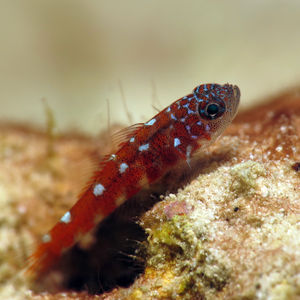 Trimma naudei Trimma naudei 菲律宾 Philippines , 朗布隆 Romblon @LazyDiving.com 潜水时光