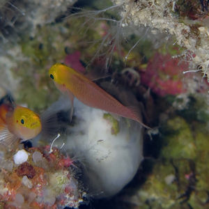 Trimma stobbsi 印度尼西亚 Indonesia , 托吉安群岛 Togian , Bomba @LazyDiving.com 潜水时光