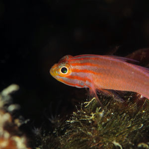 Trimma striatum 中苏拉威西 Central Sulawesi , 托利托利 Toli Toli @LazyDiving.com ��潜水时光