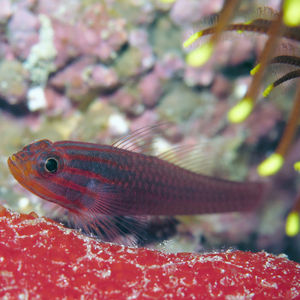 Trimma striatum 菲律宾 Philippines , 朗布隆 Romblon @LazyDiving.com 潜水时光