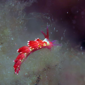 Trinchesia 印度尼西亚 Indonesia , 巴厘岛 Bali , 图蓝本 Tulamben @LazyDiving.com 潜水时光