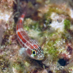 Helcogramma striata Helcogramma striata 印度尼西亚 Indonesia , 北马鲁古 North Maluku , 巴占群岛 Bacan Islands @LazyDiving.com 潜水时光